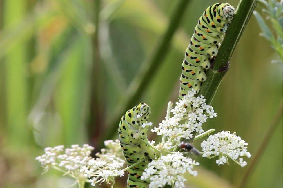 Swallowtail caterpillars on milk parsley