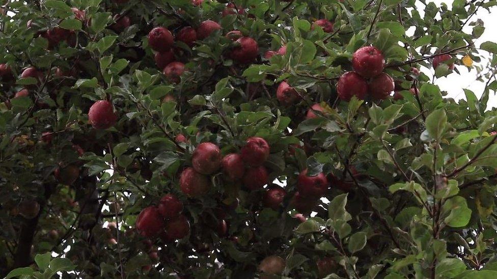 Apples growing on a tree