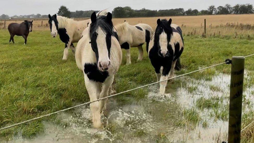 Bransby Horses