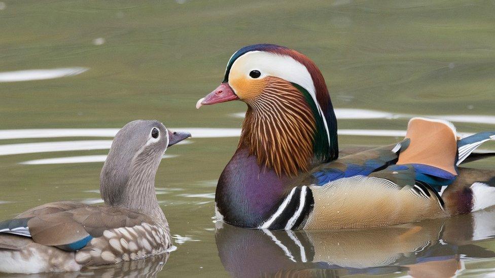 Fully grown Mandarin duck