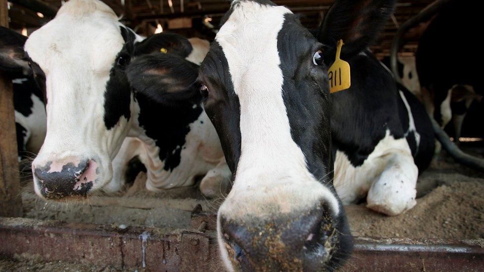 Cows relax after being milked on the farm of Jacob Keizer June 29, 2005 near Delavan, Wisconsin.