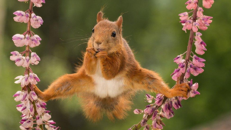 A red squirrel balances, bottom legs stretched out holding on to two stems of cherry blossom