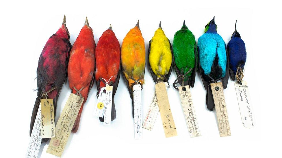 Eight different coloured birds in a row.