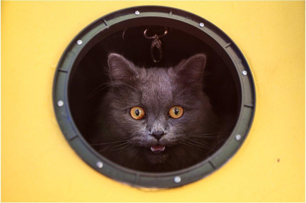 A cat meows while looking out from its carrier as animals and their owners gather at Our Ladies of Remedies Parish in the Malate area of Manila for an annual pet blessing ceremony, 6 October 2019.