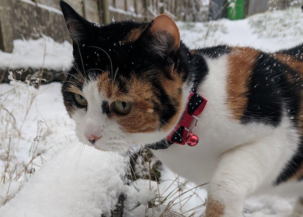 Tina the cat in the snow in Manchester