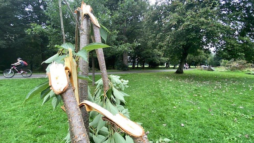 Destroyed trees at Bute Park