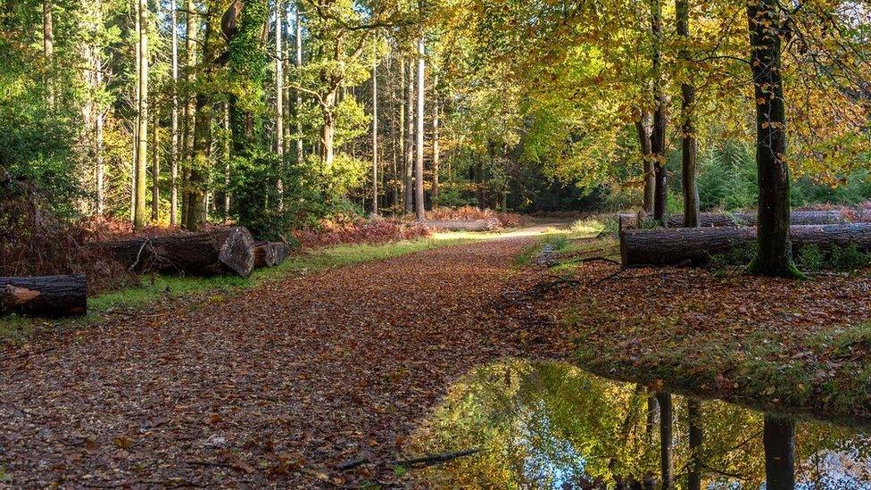 FRIDAY - New Forest