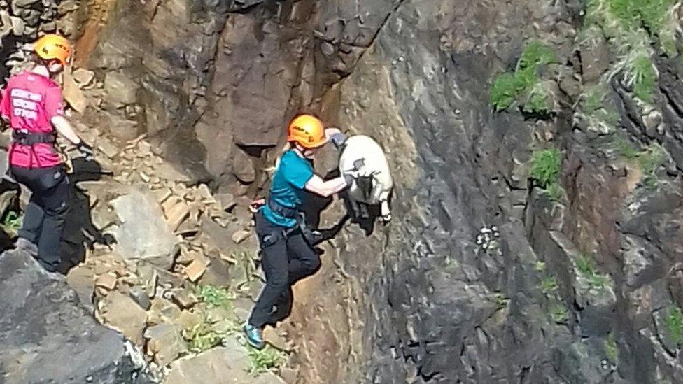 Lamb rescue on Lewis