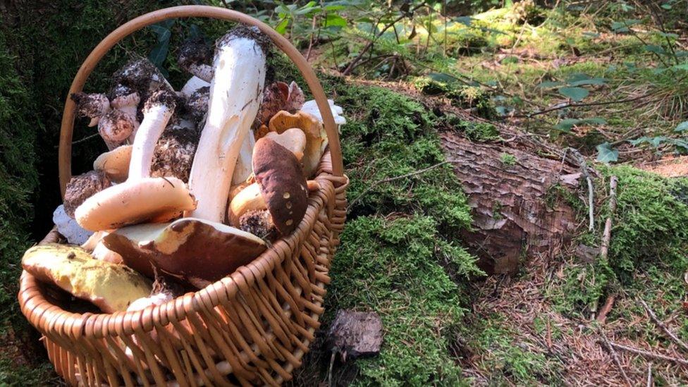 Basket of Welsh foraged wild mushrooms