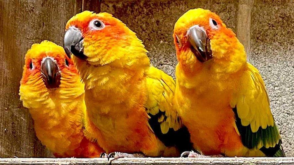 Parrots