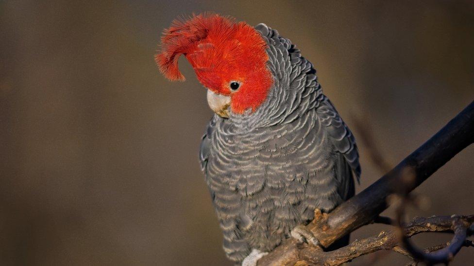 Gang Gang Cockatoo