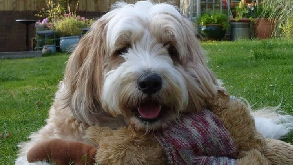 Gary's dog Rocky looking at the camera as it sits in a garden