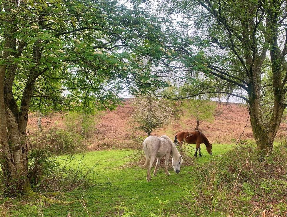 SATURDAY - New Forest