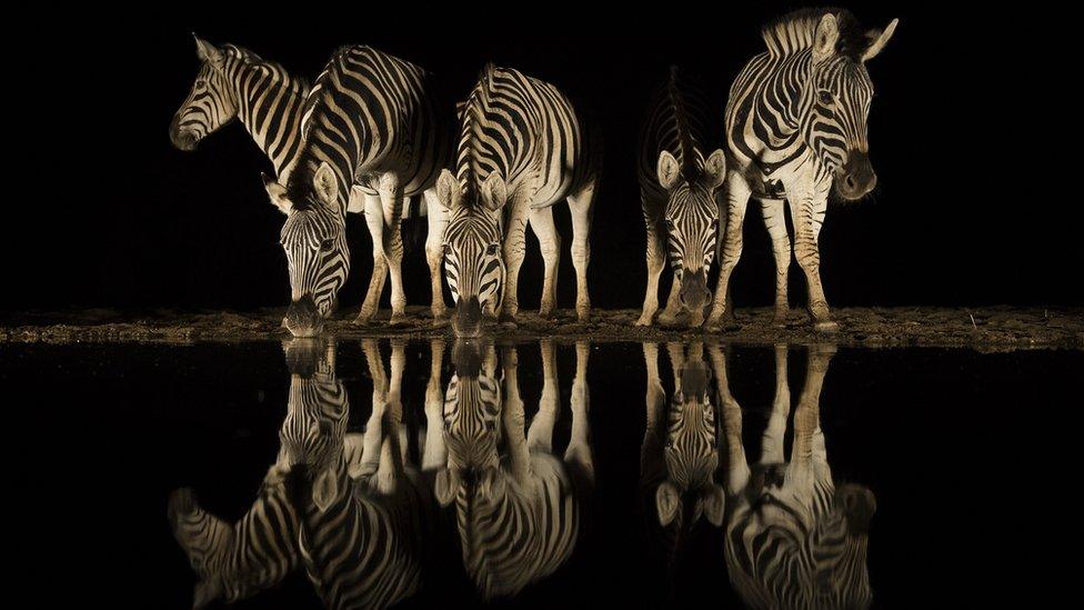 A herd of zebra near a waterhole