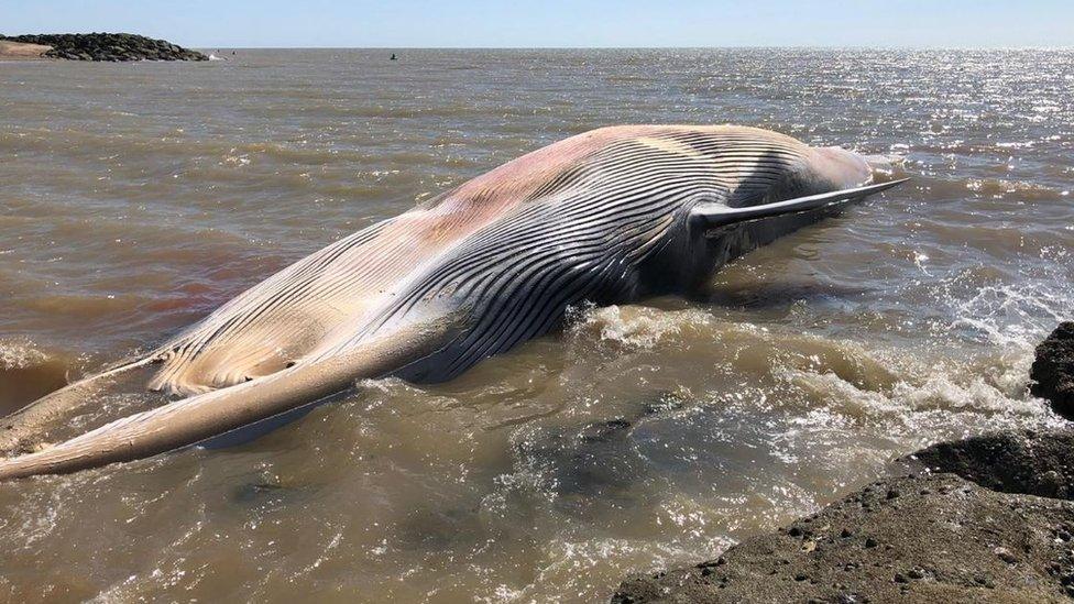 Whale on beach