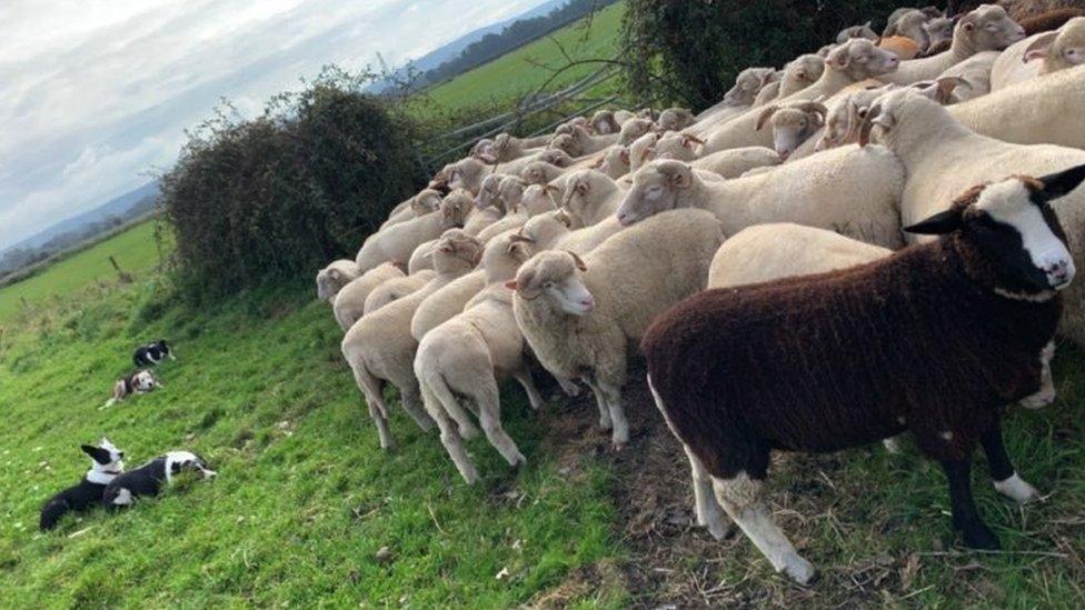 Sheep on a farm