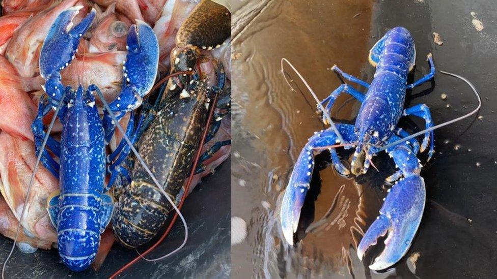 blue lobster