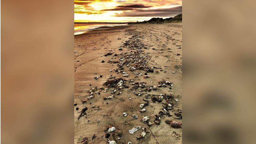 Dead crabs at Seaton Carew