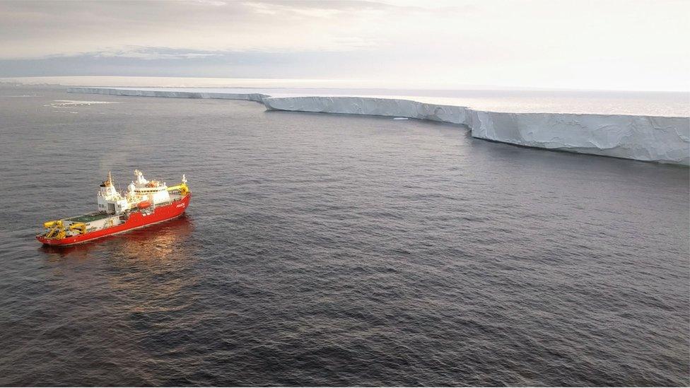 The glaciers' floating fronts join to form a single, continuous platform, or shelf