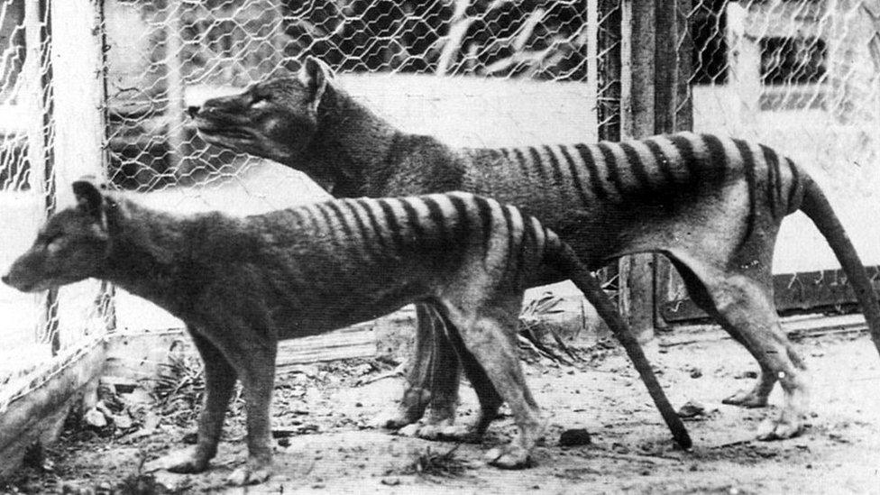 Tasmanian tiger