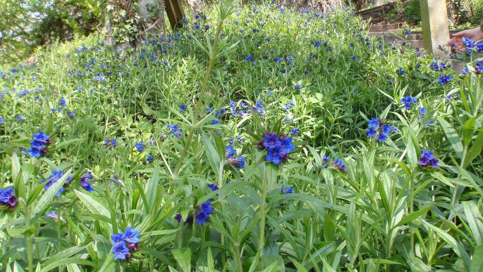 purple flowers