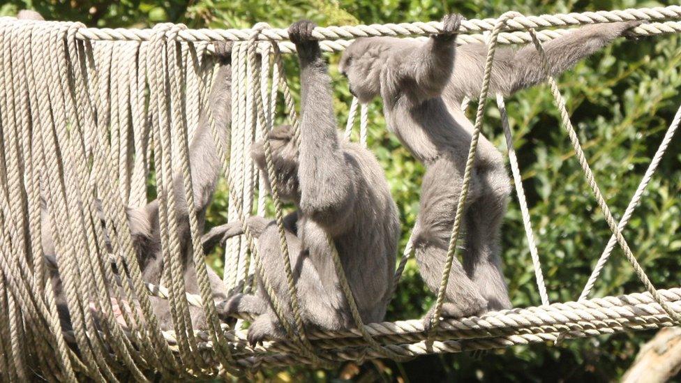 Family of silvery gibbons on a rope bridge at the park