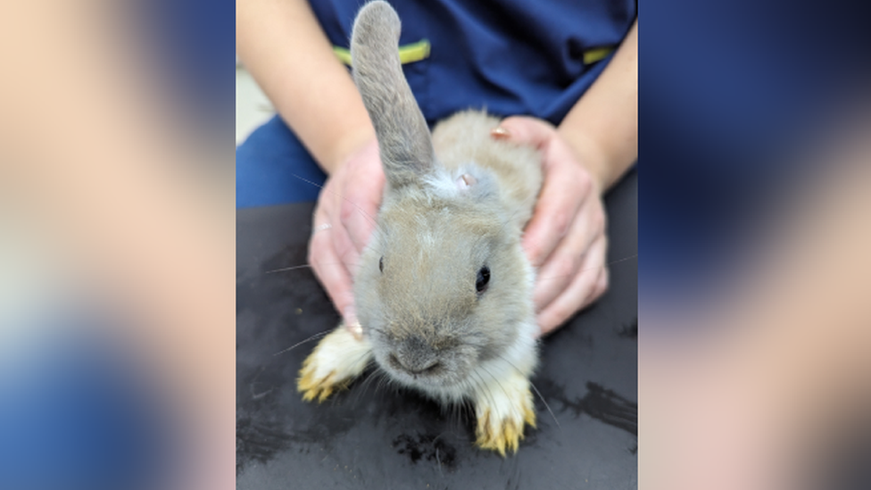 Rabbit with one ear