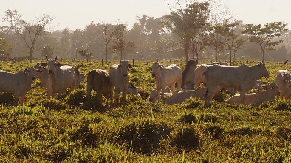 Cattle in Mato Grosso, Brazil (July 2015)