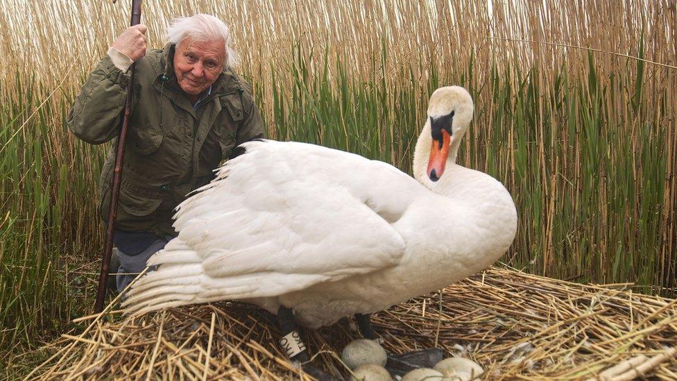 Sir David Attenborough with incubating swan