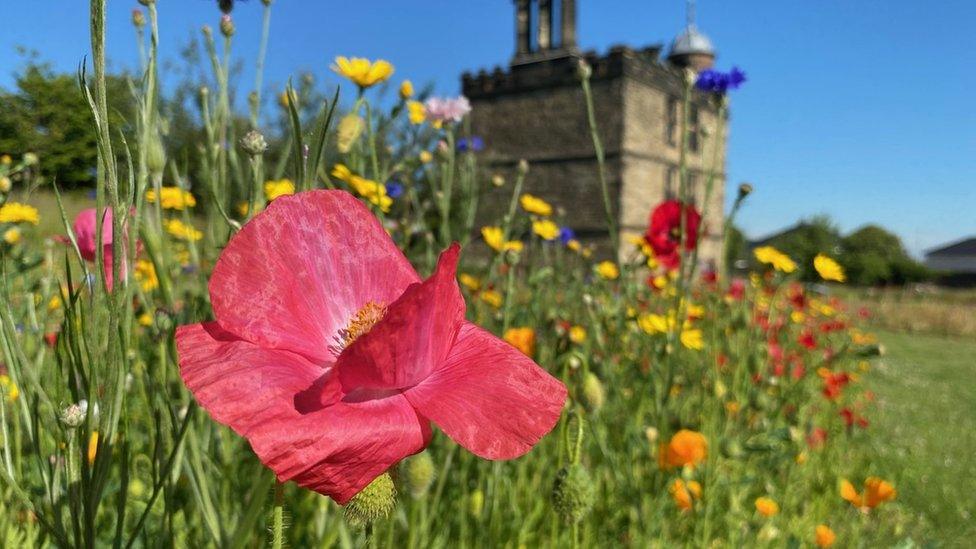 Sheffield parkland