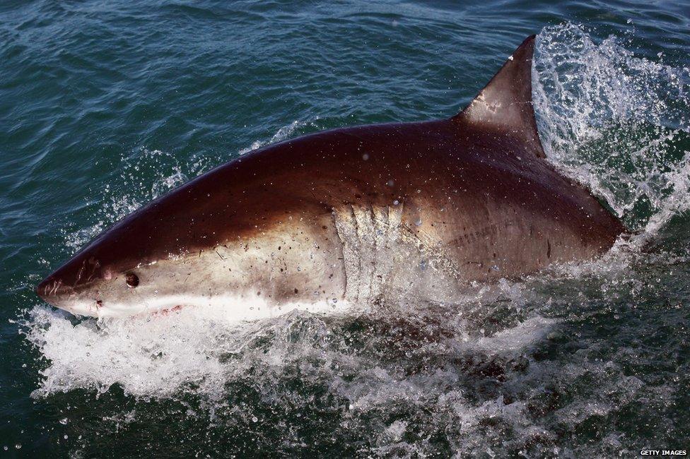 Great White in South Africa