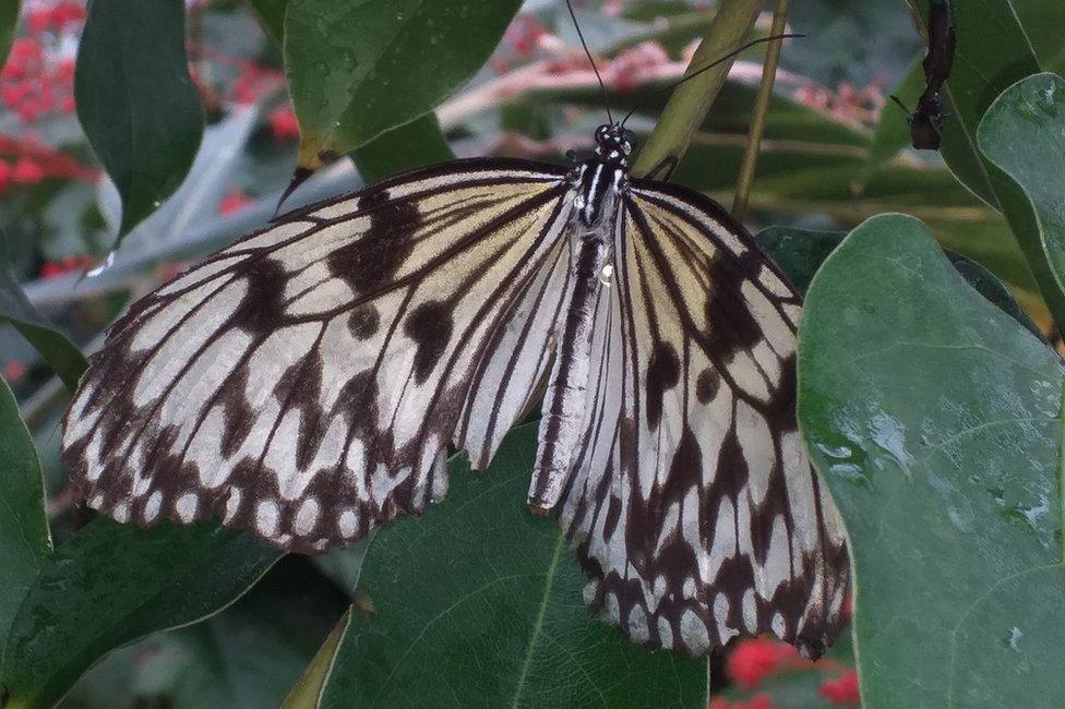 Wye Valley Butterfly Zoo