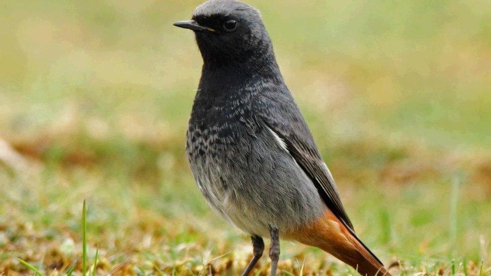 Black redstart