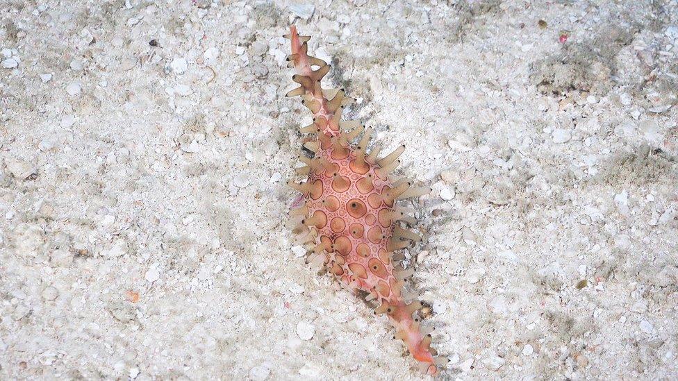 spindle-cowrie.