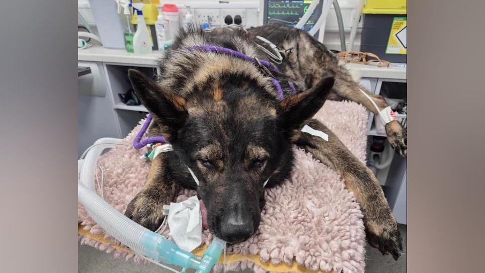 The dog is lying on a pink fluffy mat in a medical room