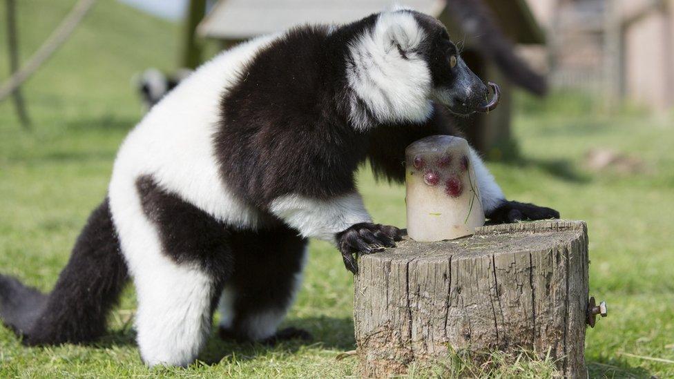 Ice treat for lemurs