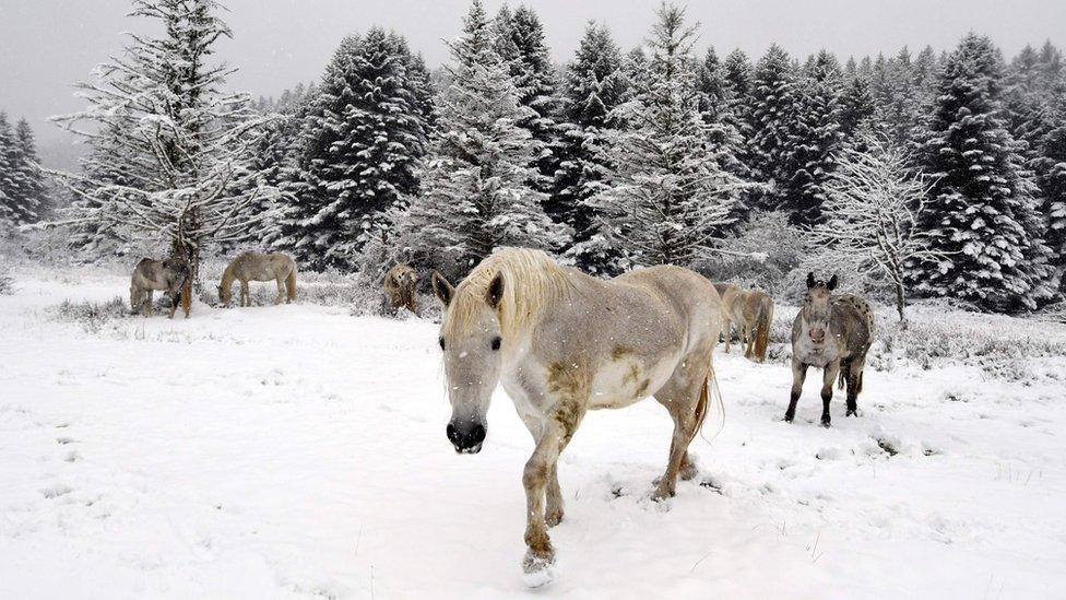 Horses standing in a snowy field in the mountains, taken at the end of October, illustrate the cold weather