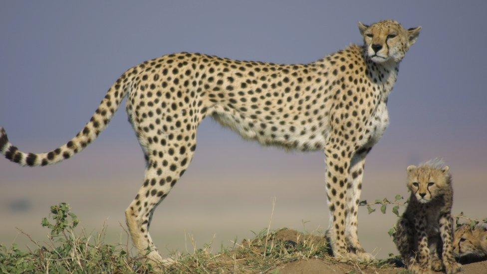 cheetah