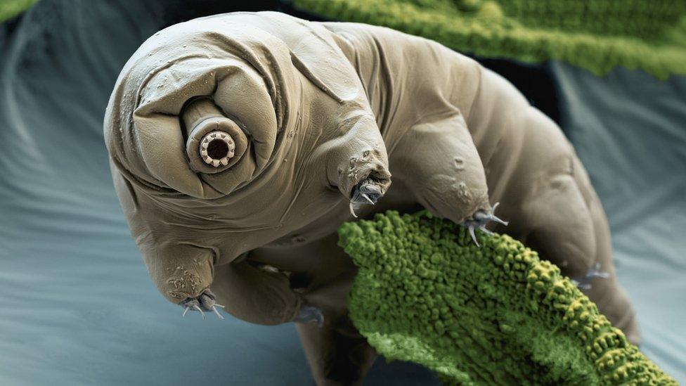 A coloured scanning electron micrograph of a tardigrade in moss