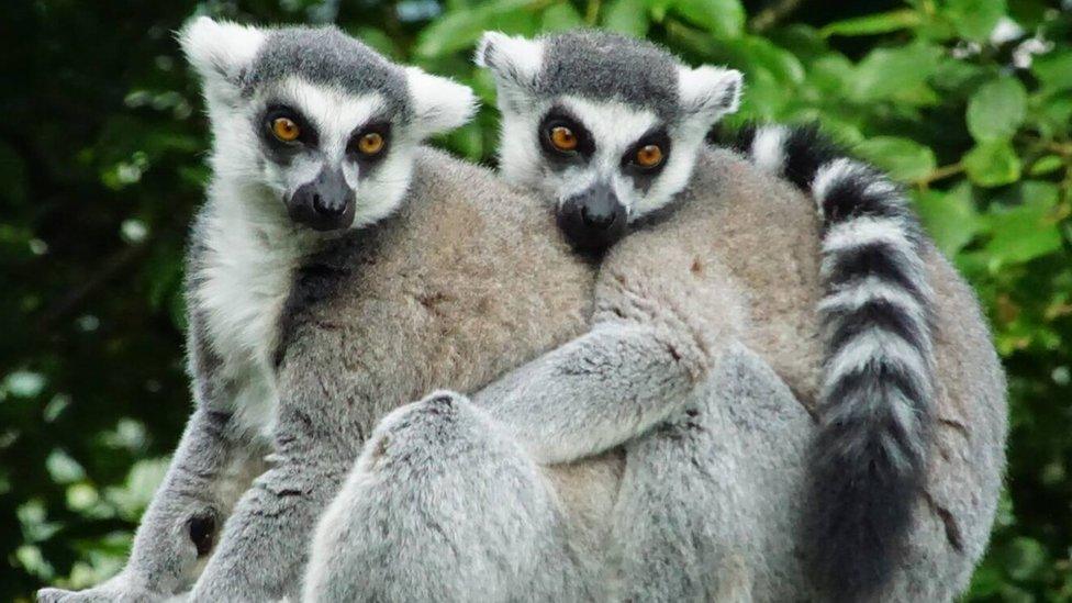 Category F (best picture of our primate heroes) 2nd prize - ring-tailed lemurs by Ralph McCullagh