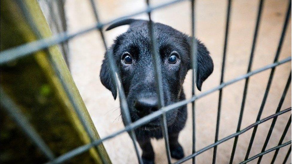 Black dog behind bars