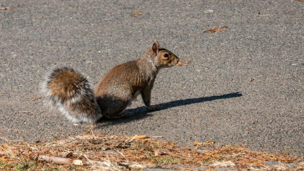 Squirrel-in-park.