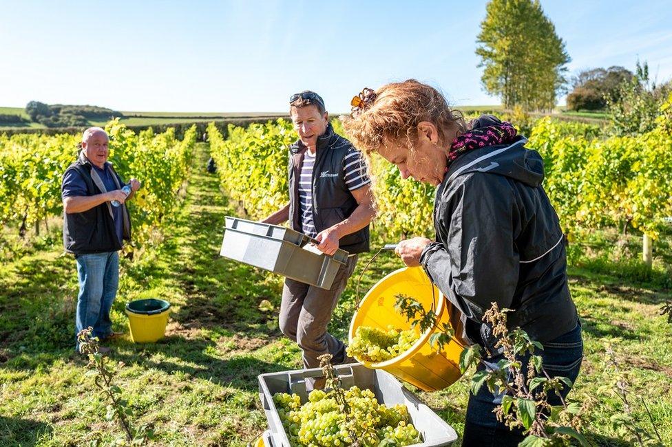 Volunteers take part in the annual harvest at Breaky Bottom vineyard in Lewes