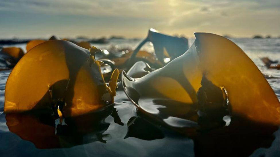 Two bits of kelp floating in the sea. There is some sunlight in the background.