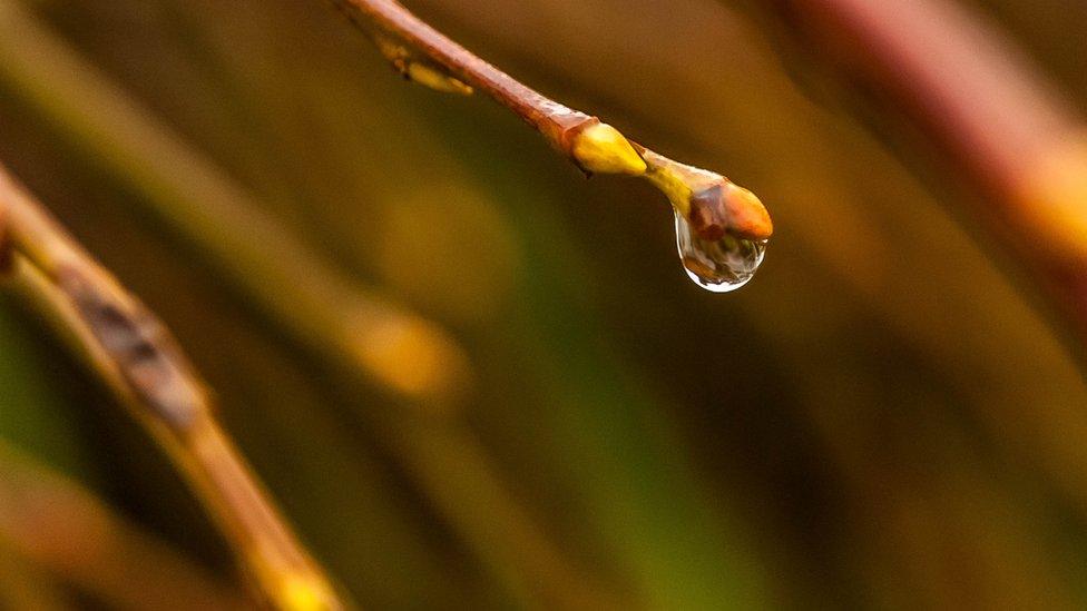 Rain drops from branch