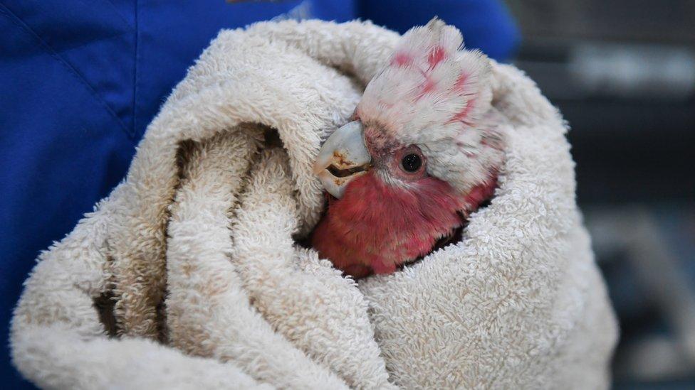 pink-and-grey-cockatoo-wrapped-in-a-blanket