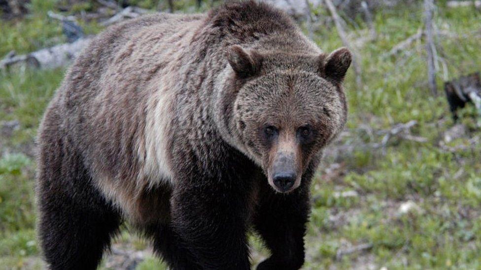 a grizzly bear