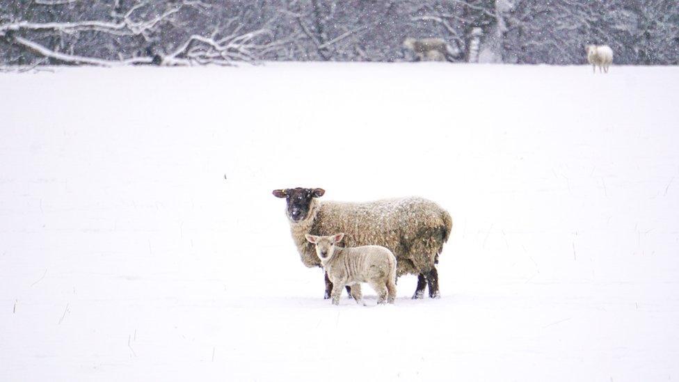 sheep in snow