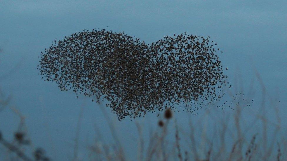 Heart-shaped murmuration of birds in the sky over Hutton, North Somerset