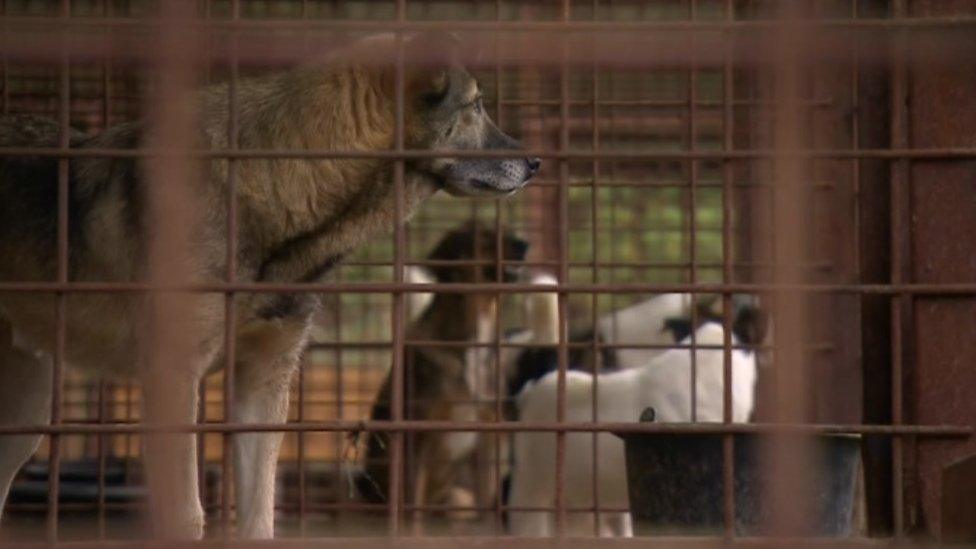 Dogs in shelter in Romania